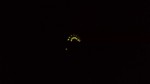 Gusano en Mascota Jalisco que emite luz propia, ¡Espectacular!