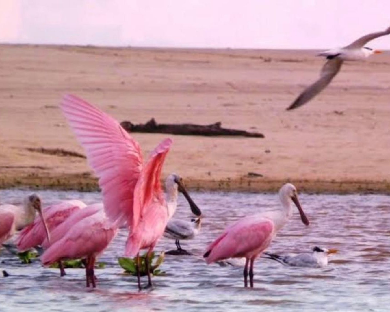 Laguna de Manialtepec