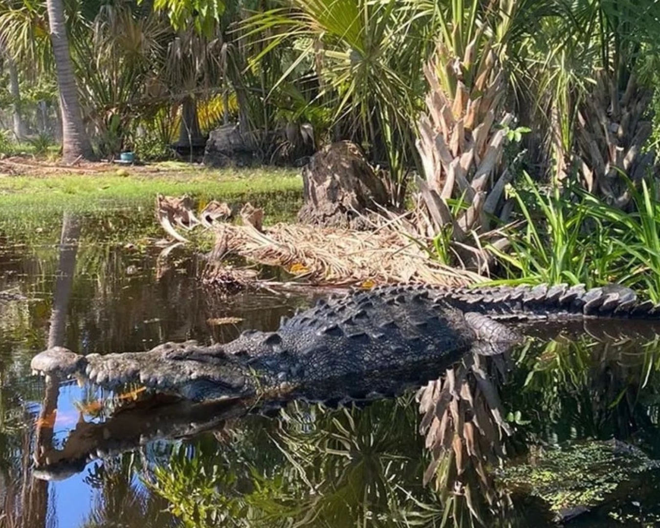 Cocodrilos y tortugas en Huatulco