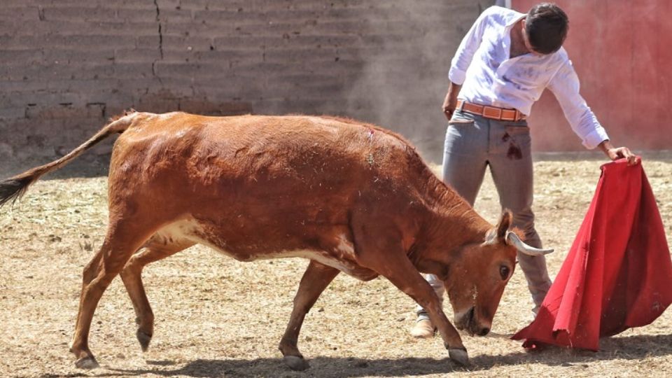 Tour tauromaquia y vino en Aguascalientes